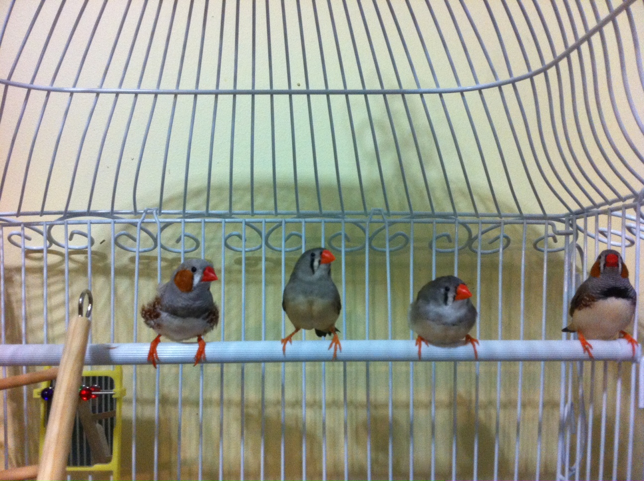 What does it mean when a male zebra finch fights with a female zebra finch?